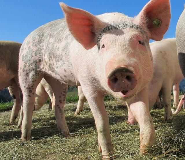 fot. GazetaKaliska.pl