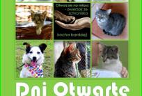 fot. Schronisko dla Bezdomnych Zwierząt