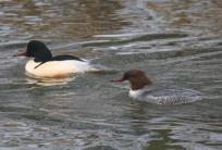fot. Stanisław Szpunt