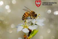 grafika: UMWW Poznań