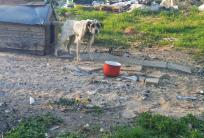 fot. Kaliskie Stowarzyszenie Pomocy dla Zwierząt Help Animals