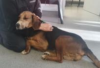 fot. Help Animals w Kaliszu