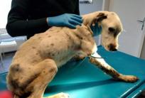 fot. FB / Kaliskie Stowarzyszenie Pomocy dla Zwierząt Help Animals
