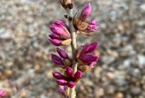 fot. FB / Nadleśnictwo Przedborów, Lasy Państwowe