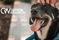 UM w Ostrowie Wielkopolskim