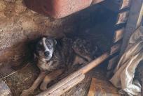 fot. FB / Kaliskie Stowarzyszenie Pomocy dla Zwierząt Help Animals