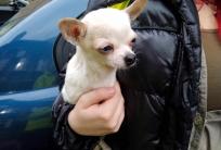 fot. FB / Kaliskie Stowarzyszenie Pomocy dla Zwierząt Help Animals