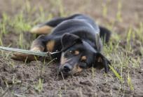 fot.: Natka Stępniak / FB PILNE ADOPCJE Schronisko Azyl w Niedźwiedziu