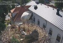 fot. Agata Dera/www.bociany.przygodzice.pl