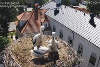 fot. FB / Bociany z Przygodzic bociany.przygodzice.pl