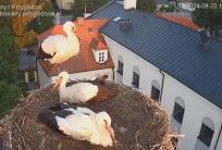 fot. Agata Dera/www.bociany.przygodzice.pl