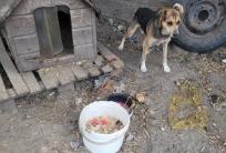 fot.: FB/Kaliskie Stowarzyszenie Pomocy Dla Zwierząt Help Animals