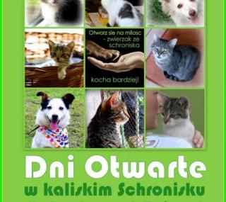 fot. Schronisko dla Bezdomnych Zwierząt