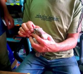 fot-Help Animals