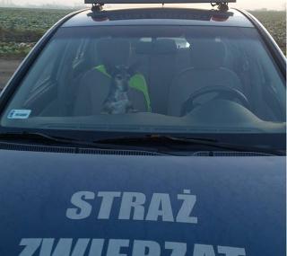 fot. Help Animals Kalisz