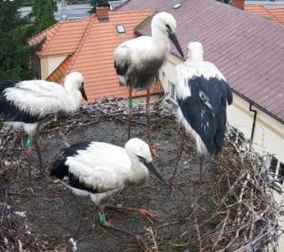 screen: bociany.przygodzice.pl