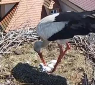 screen: bociany.przygodzice.pl
