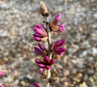 fot. FB / Nadleśnictwo Przedborów, Lasy Państwowe