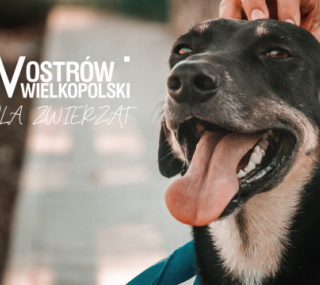 UM w Ostrowie Wielkopolskim