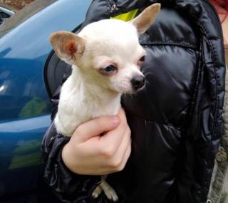 fot. FB / Kaliskie Stowarzyszenie Pomocy dla Zwierząt Help Animals