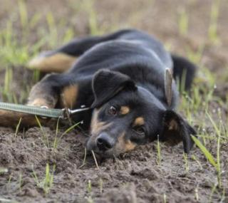 fot.: Natka Stępniak / FB PILNE ADOPCJE Schronisko Azyl w Niedźwiedziu
