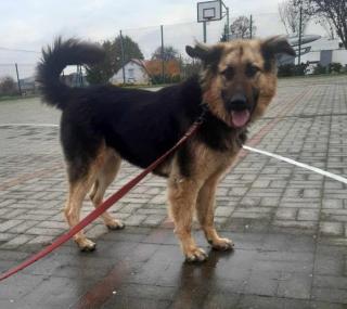 fot. Przytulisko w Czerminie