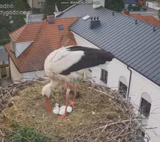 screen: FB/Bociany z Przygodzic