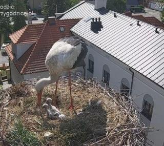 fot. Agata Dera/www.bociany.przygodzice.pl