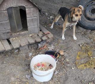 fot.: FB/Kaliskie Stowarzyszenie Pomocy Dla Zwierząt Help Animals
