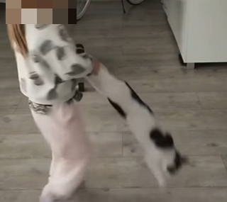 screen: Schronisko dla Zwierząt w Kaliszu - strona wolontariatu